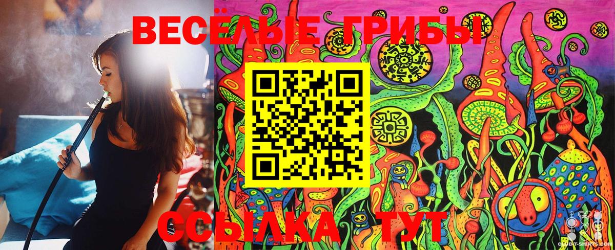 Псилоцибиновые грибы Psilocybe Гатчина
